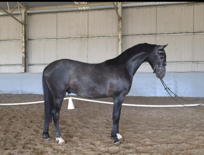 Danson Royal Silver